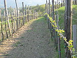 Naši vinogradi