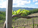 Naši vinogradi