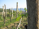 Naši vinogradi